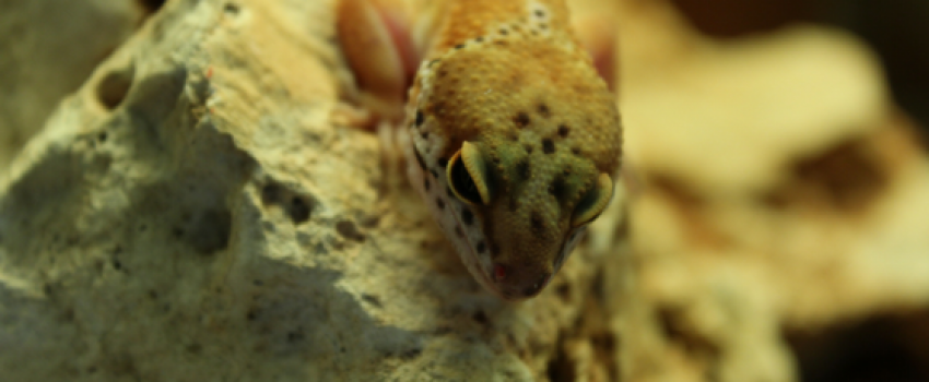 -Scheda di allevamento del Geco Leopardino.