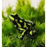 DENDROBATES - Dendrobates auratus "Karibik"