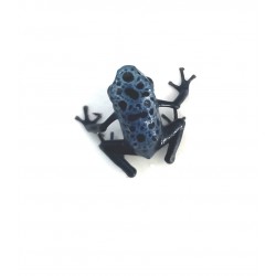 DENDROBATES - Dendrobates tinctorius "Azureus"