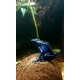 DENDROBATES - Dendrobates tinctorius "Azureus"