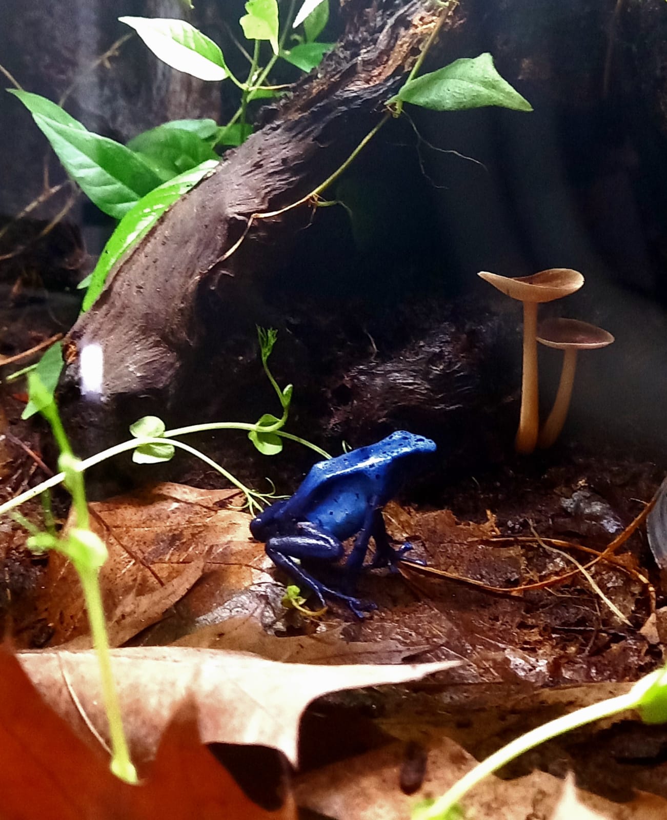 dendrobates tinctorius azureus forma